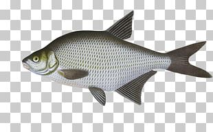 Fish Common Carp Grass Carp PNG, Clipart, Anchovy, Animal, Animals ...