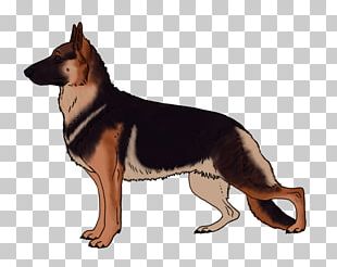 German Shepherd Kunming Wolfdog Australian Kelpie Dog Breed Siberian Husky PNG