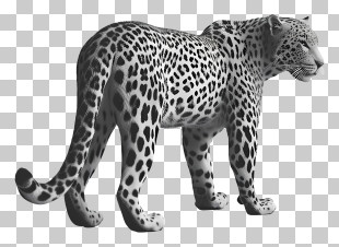 Leopard - Black And White Spotted Leopard Illustration PNG