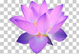 Crocus Flower Purple PNG, Clipart, Clip Art, Color, Crocus, Cut Flowers ...