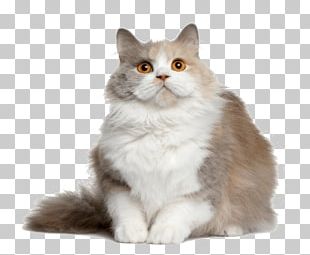 Grumpy Cat Kitten Pet Dog PNG, Clipart, Animals, Carnivoran, Cat, Cat ...