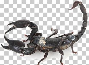 Emperor Scorpion Insect Arthropod Arachnid PNG