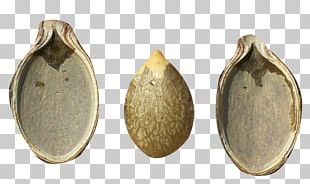 Pumpkin Seed PNG