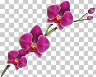 Cut Flowers Orchids Lilium PNG, Clipart, Amaryllis Belladonna, Cari ...