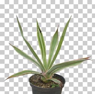 agave azul png images agave azul clipart free download agave azul png images agave azul