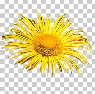 Flowey Undertale sunflower m Smiley , others transparent background PNG  clipart