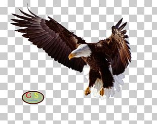 Bald Eagle Bird PNG, Clipart, Accipitriformes, African Fish Eagle ...