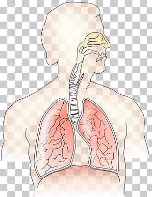 Medical Ventilator Respiratory System Breathing Mechanical Ventilation ...