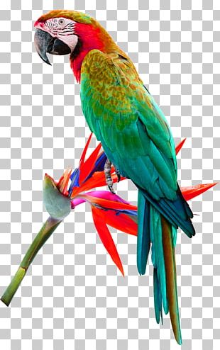 Scarlet Macaw Parrot Red-and-green Macaw Bird PNG, Clipart, Animal ...