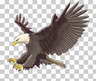 Bird Bird Of Prey Golden Eagle Eagle Accipitridae PNG, Clipart ...