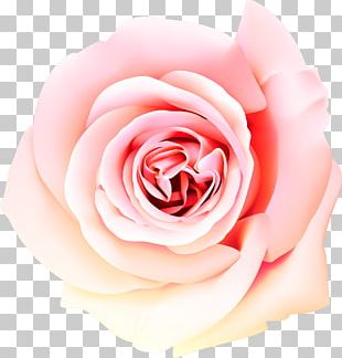 Perfume Desktop Beach Rose PNG