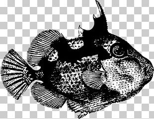 Starry Triggerfish Drawing Aparat Fotografic Hibrid PNG