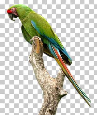 Macaw Parakeet Parrot Bird Png, Clipart, Artwork, Beak, Bird, Black And 