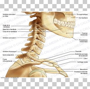 Thumb Dermatome Myotome Anatomy Sacral Spinal Nerve 1 PNG, Clipart ...