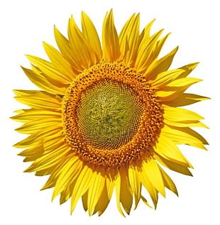 Common Sunflower Sunflower Seed PNG