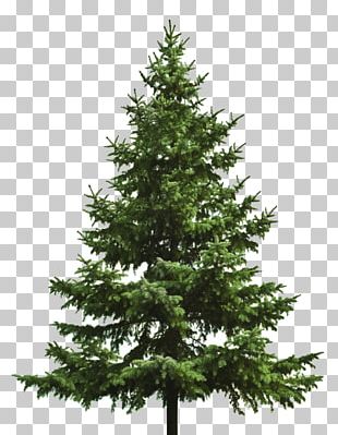 Pine Tree Fir PNG, Clipart, Biome, Branch, Christmas Tree, Clip Art ...