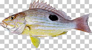Northern Red Snapper Tilapia Lutjanus Guttatus Fish Lutjanus Erythropterus PNG