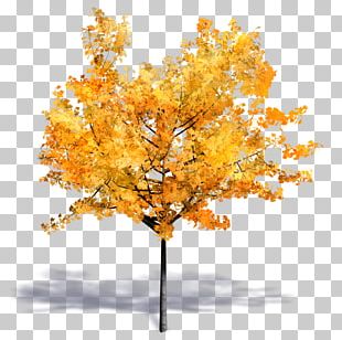 Tree Woody Plant Autodesk Revit SketchUp PNG