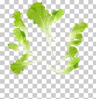 Leaf Vegetable Food Romaine Lettuce PNG, Clipart, Cabbage, Chipotle ...