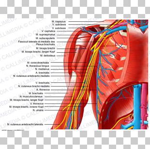 Shoulder Nerve Outline Of The Human Nervous System Arm PNG