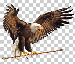 Bald Eagle Logo Beak Philadelphia Eagles Png, Clipart, American 