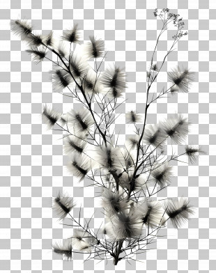 Kochia Plant - Monochrome Black And White Plant PNG