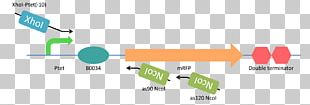 XhoI Restriction Enzyme Antisense RNA Restriction Site Nucleic Acid PNG