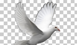 Feather PNG
