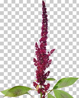 Amaranthaceae Amaranthus Cruentus Plant Amaranth Grain PNG