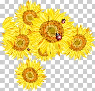 Common Sunflower Euclidean PNG