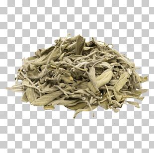Common Sage Tea Herb Food Drying PNG