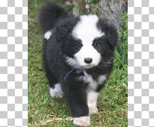 English Shepherd Border Collie Australian Shepherd Miniature American Shepherd Dog Breed PNG
