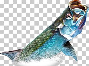 Atlantic Tarpon Painting Photography Illustration PNG