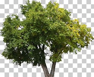 Tree Oak Shrub Lindens Plant PNG