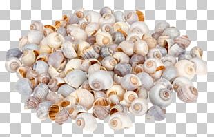 Pila Globosa Seashell Gastropod Shell Gastropods PNG