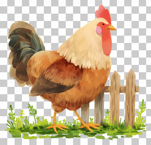 Cute Hen - Majestic Rooster By The Fence PNG