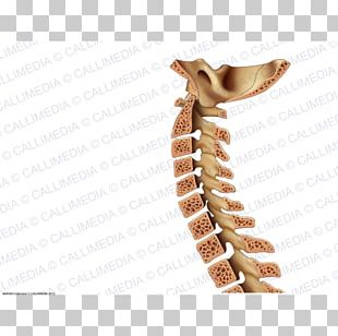 Vertebral Column Bone Anatomy Human Body Neck PNG, Clipart, Anatomy ...