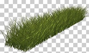 Grass Green PNG