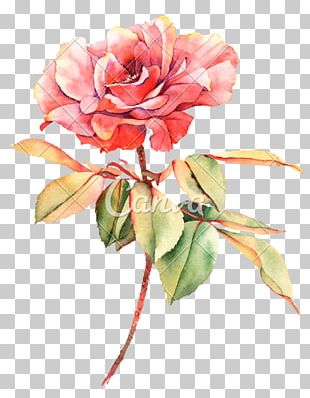 Rose Watercolor Painting Flower Photography PNG