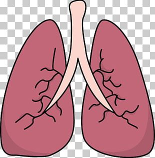 Lung PNG