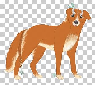 Dog Breed Nova Scotia Duck Tolling Retriever Puppy Ancient Egypt Companion Dog PNG