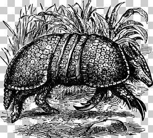 Giant Armadillo Pink Fairy Armadillo Armour PNG