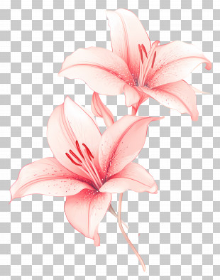 Lily Flowers - Pink Lily Floral Illustration PNG