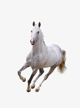 Running White Horse PNG