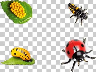 Western Honey Bee Beetle Butterfly Honey Bee Life Cycle PNG