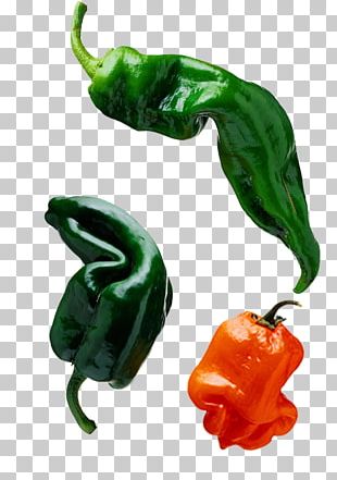 Bell Pepper Chili Pepper Vegetable Black Pepper PNG, Clipart, Abgoals ...