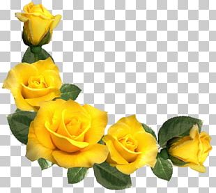 Hybrid Tea Rose Hybrid Tea Rose Flower PNG, Clipart, Arizona Beverage ...