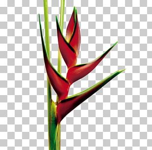 Heliconia PNG Images, Heliconia Clipart Free Download