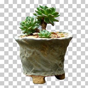 Succulent Plant Flowerpot Jade Plant Cactaceae Bonsai PNG