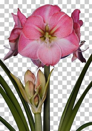 Amaryllis Bulb Flower Jersey Lily Red PNG